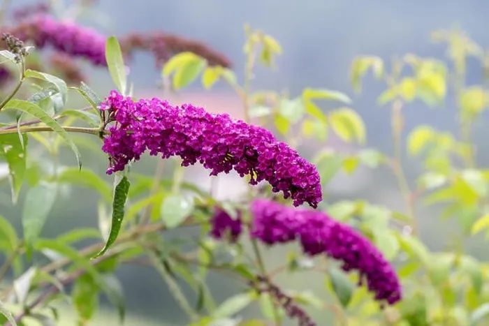 Framed Print : Outdoor summer / spring color macro of a a purple lilac blossom Framed Print : Outdoor summer / spring color macro of a a purple lilac blossom