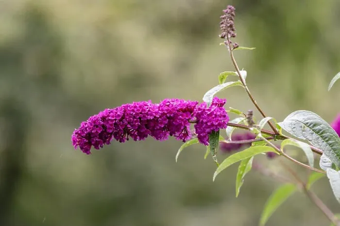 Framed Print : Outdoor summer / spring color macro of a a purple lilac blossom, sunny, blurred natural green background, bright sunshine Framed Print : Outdoor summer / spring color macro of a a purple lilac blossom, sunny, blurred natural green background, bright sunshine