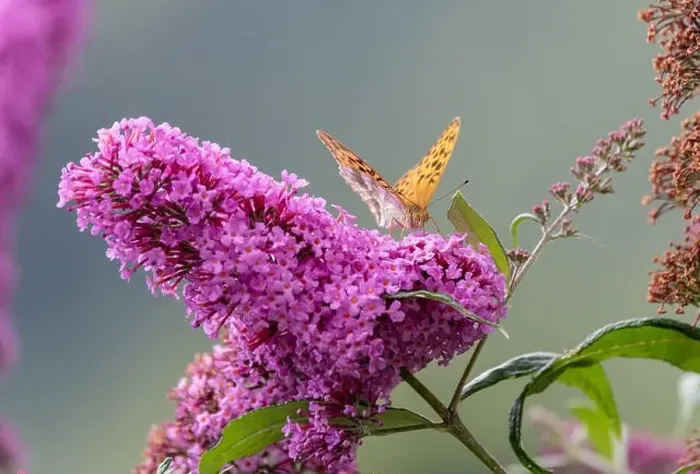 Framed Print : Outdoor summer / spring color macro of a single Quail Wheat Fritillary butterfly sitting on a violet lilac blossom Framed Print : Outdoor summer / spring color macro of a single Quail Wheat Fritillary butterfly sitting on a violet lilac blossom