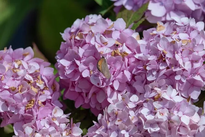 Framed Print : Outdoor summer / spring pastel color portrait of a Meadow Brown butterfly sitting on a pink hydrangea / hortensia blossom Framed Print : Outdoor summer / spring pastel color portrait of a Meadow Brown butterfly sitting on a pink hydrangea / hortensia blossom