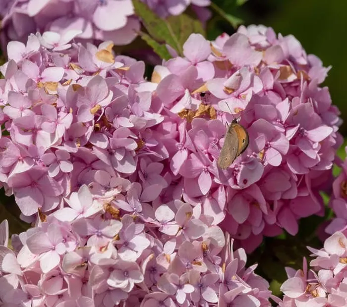 Framed Print : Outdoor summer / spring pastel color portrait of a single Meadow Brown butterfly on a pink hydrangea / hortensia blossom