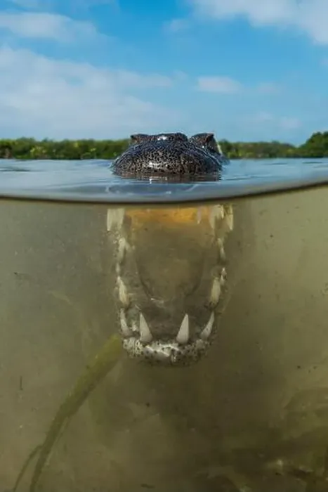 Framed Print : Over-under image of a saltwater crocodile (Crocodylus porosus) with mouth open Framed Print : Over-under image of a saltwater crocodile (Crocodylus porosus) with mouth open