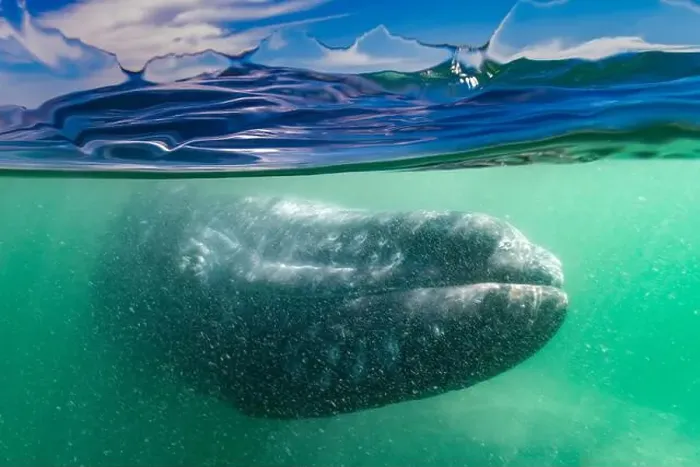 Framed Print : An over-under photo (split shot) of a Gray whale (Eschrichtius robustus) in San Ignacio Lagoon Framed Print : An over-under photo (split shot) of a Gray whale (Eschrichtius robustus) in San Ignacio Lagoon