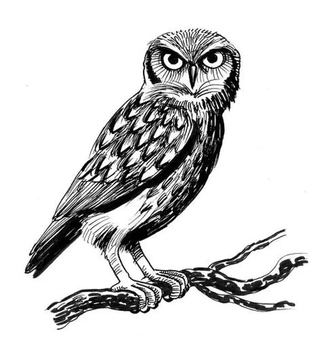 Framed Print : Owl bird on a tree. Ink black and white illustration Framed Print : Owl bird on a tree. Ink black and white illustration