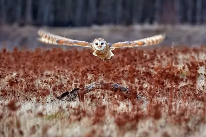 Framed Print : Owl fly with open wings. Barn Owl Framed Print : Owl fly with open wings. Barn Owl