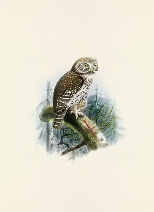 Framed Print : Owl illustration. A beautiful digital artwork of classic birds. Vintage-style bird illustration Framed Print : Owl illustration. A beautiful digital artwork of classic birds. Vintage-style bird illustration