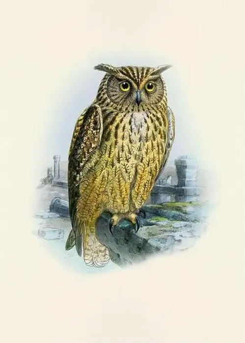 Framed Print : Owl illustration. A beautiful digital artwork of classic birds. Vintage-style bird illustration Framed Print : Owl illustration. A beautiful digital artwork of classic birds. Vintage-style bird illustration