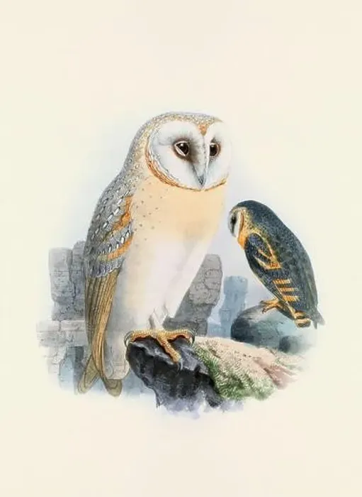 Framed Print : Owl illustration. A beautiful digital artwork of classic birds. Vintage-style bird illustration Framed Print : Owl illustration. A beautiful digital artwork of classic birds. Vintage-style bird illustration