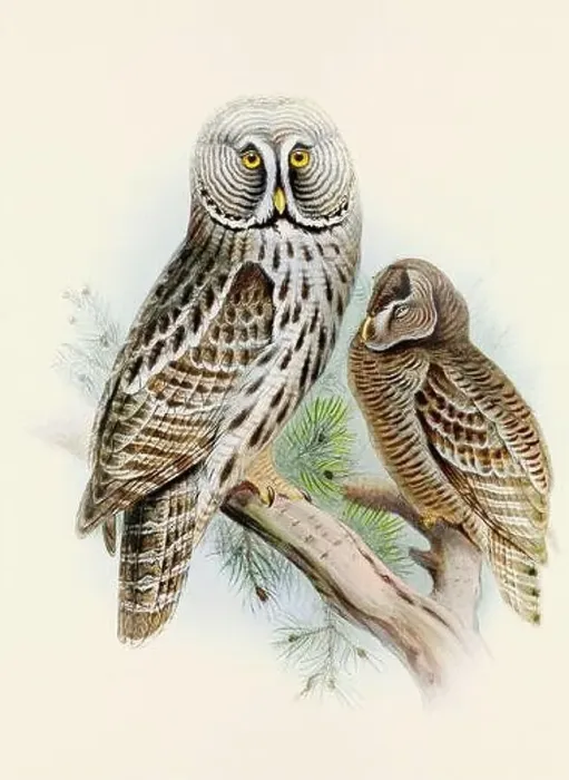 Framed Print : Owl illustration. A beautiful digital artwork of classic birds. Vintage-style bird illustration Framed Print : Owl illustration. A beautiful digital artwork of classic birds. Vintage-style bird illustration