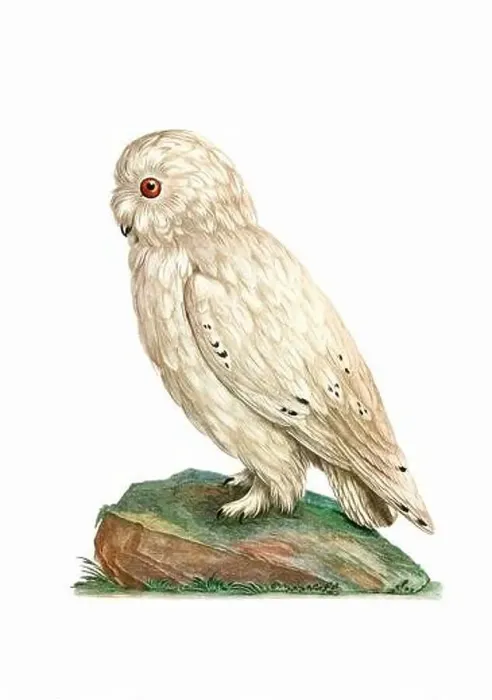 Framed Print : Owl. Vintage inspired bird art. Digital Watercolor painting on a soft textured white background Framed Print : Owl. Vintage inspired bird art. Digital Watercolor painting on a soft textured white background
