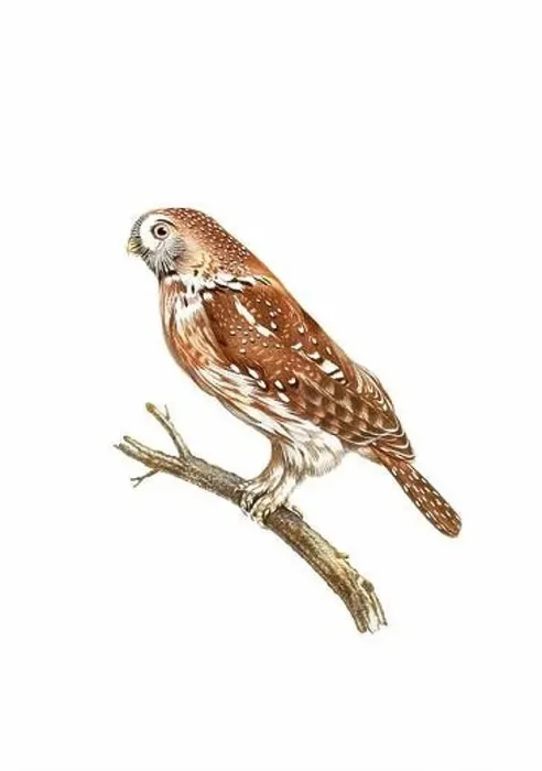 Framed Print : Owl. Vintage inspired bird art. Digital Watercolor painting on a soft textured white background Framed Print : Owl. Vintage inspired bird art. Digital Watercolor painting on a soft textured white background