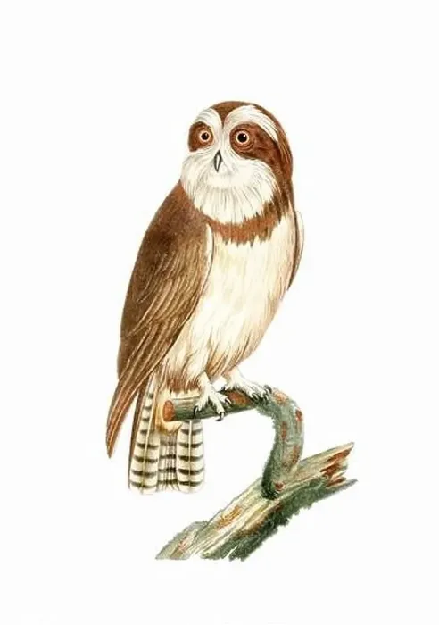 Framed Print : Owl. Vintage inspired bird art. Digital Watercolor painting on a soft textured white background Framed Print : Owl. Vintage inspired bird art. Digital Watercolor painting on a soft textured white background