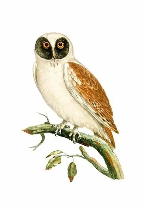 Framed Print : Owl. Vintage inspired bird art. Digital Watercolor painting on a soft textured white background Framed Print : Owl. Vintage inspired bird art. Digital Watercolor painting on a soft textured white background