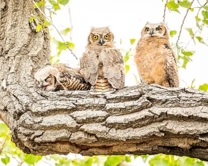 Framed Print : Three owls rest on the branch of a tree with one sleeping Framed Print : Three owls rest on the branch of a tree with one sleeping
