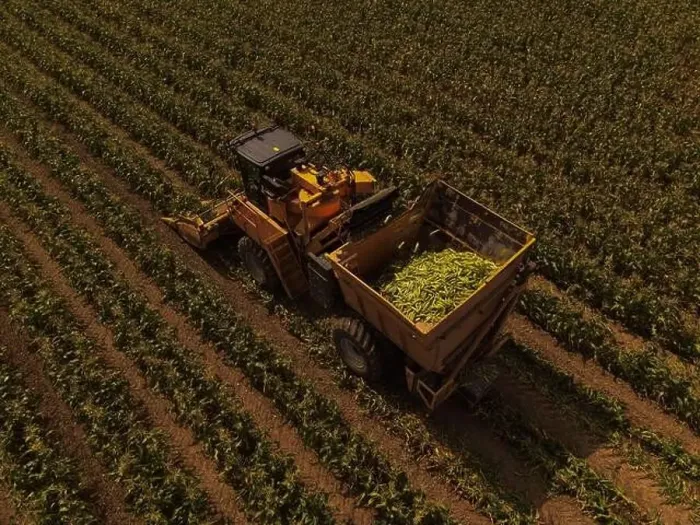 Framed Print : An Oxbo Corn Harvester harvests a field of sweetcorn, with the processed corn visible in the hopper Framed Print : An Oxbo Corn Harvester harvests a field of sweetcorn, with the processed corn visible in the hopper
