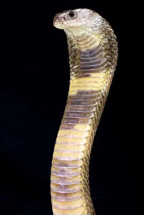 Framed Print : Oxus cobra (Naja oxiana)