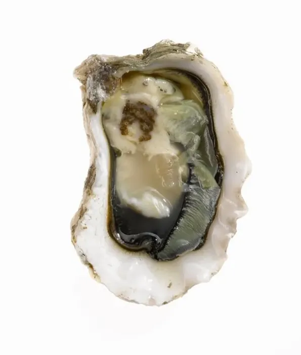 Framed Print : oyster on the half shell Framed Print : oyster on the half shell