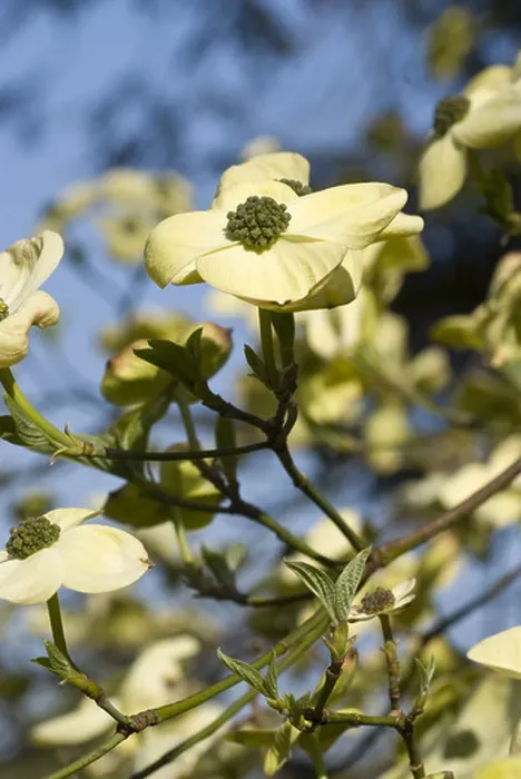 Framed Print : pacific dogwood, cornus nuttallii Framed Print : pacific dogwood, cornus nuttallii