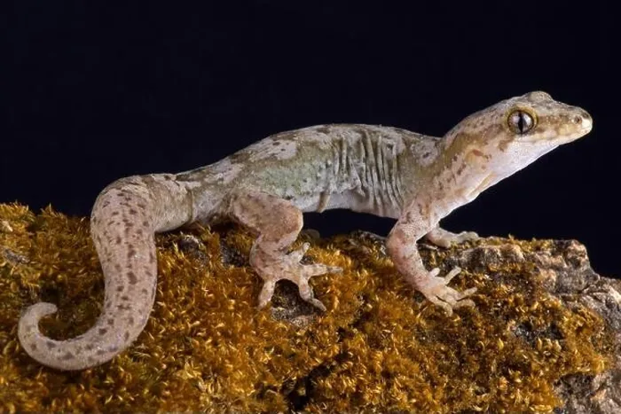Framed Print : The Pacific gecko (Dactylocnemis pacificus) is a gecko endemic to the North Island of New Zealand Framed Print : The Pacific gecko (Dactylocnemis pacificus) is a gecko endemic to the North Island of New Zealand