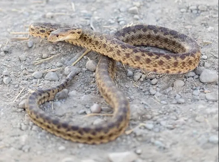 Framed Print : Pacific Gopher Snake Adult in Defensive Posture. Palo Alto Baylands, Santa Clara County, California, USA