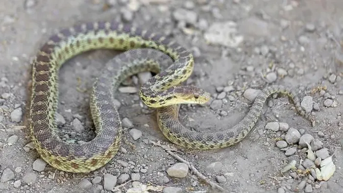 Framed Print : Pacific Gopher Snake Adult in Defensive Posture. Stevens Creek County Park, Santa Clara County, California, USA
