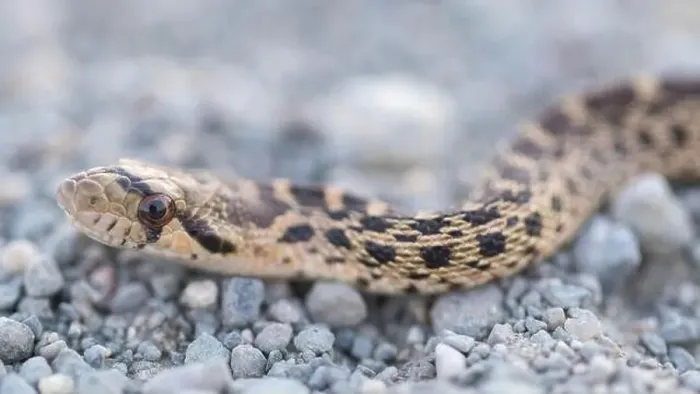 Framed Print : Pacific Gopher Snake Juvenile Close-up. Bay Trail, Sunnyvale, anta Clara County, California, USA