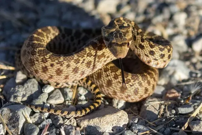 Framed Print : Pacific Gopher Snake juvenile in defensive posture Framed Print : Pacific Gopher Snake juvenile in defensive posture