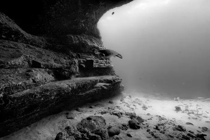 Framed Print : A Pacific green sea turtle enters an underwater cave entrance showing the shadowy