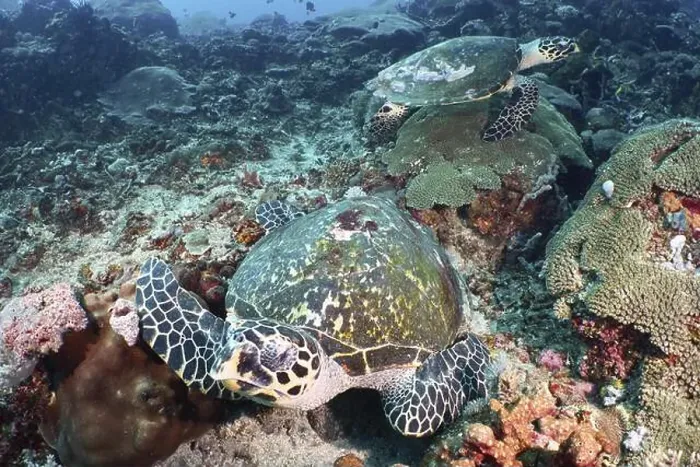 Framed Print : Two Pacific Hawksbill sea turtles (Eretmochelys imbricata bissa) on a coral reef Framed Print : Two Pacific Hawksbill sea turtles (Eretmochelys imbricata bissa) on a coral reef