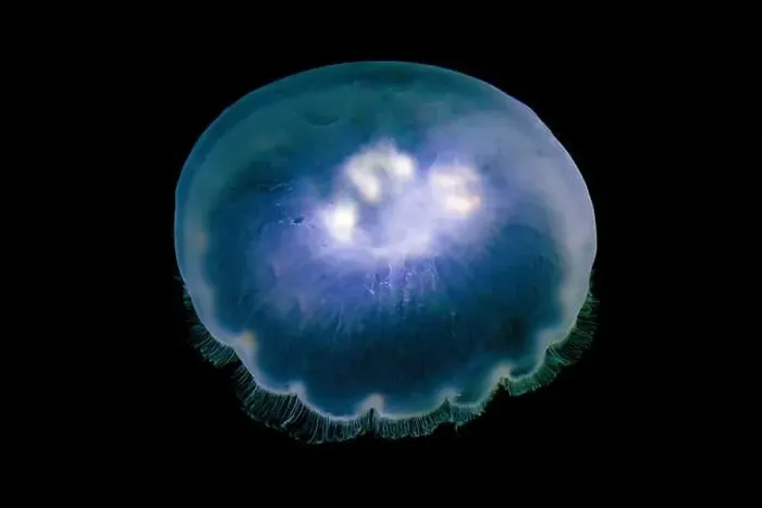 Framed Print : Pacific Moon Jelly, Aurelia labiata, in Shilshole Bay Marina on Pugest Sound, Seattle, Washington State, USA Framed Print : Pacific Moon Jelly, Aurelia labiata, in Shilshole Bay Marina on Pugest Sound, Seattle, Washington State, USA