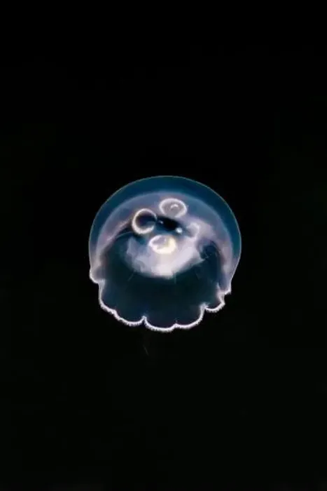 Framed Print : Pacific Moon Jelly, Aurelia labiata, in the Bremerton Marina, Bremerton, Washington State, USA Framed Print : Pacific Moon Jelly, Aurelia labiata, in the Bremerton Marina, Bremerton, Washington State, USA