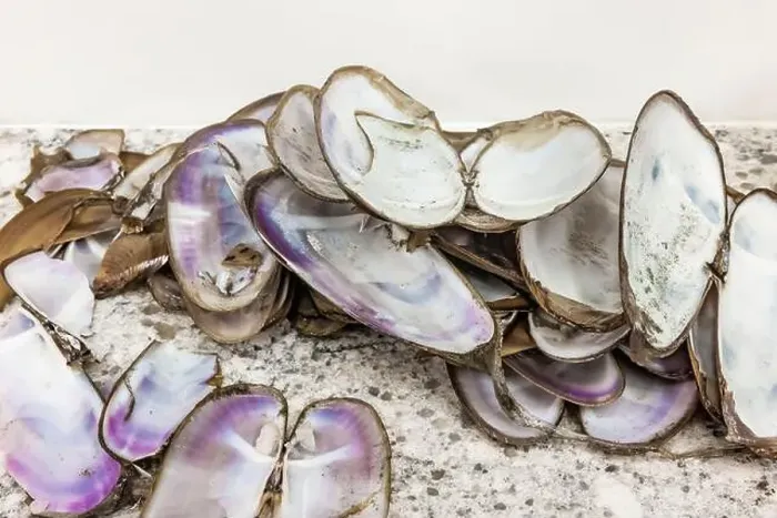Framed Print : Pacific Razor Clams shells removed while being cleaned and prepared for eating, Pacific Ocean, Washington State, USA Framed Print : Pacific Razor Clams shells removed while being cleaned and prepared for eating, Pacific Ocean, Washington State, USA