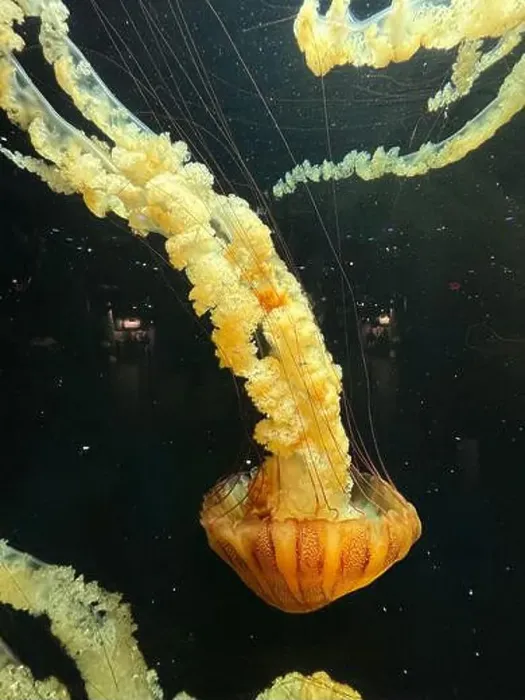 Framed Print : Pacific sea nettle (Chrysaora fuscescens) jellyfish gracefully floats with long Framed Print : Pacific sea nettle (Chrysaora fuscescens) jellyfish gracefully floats with long