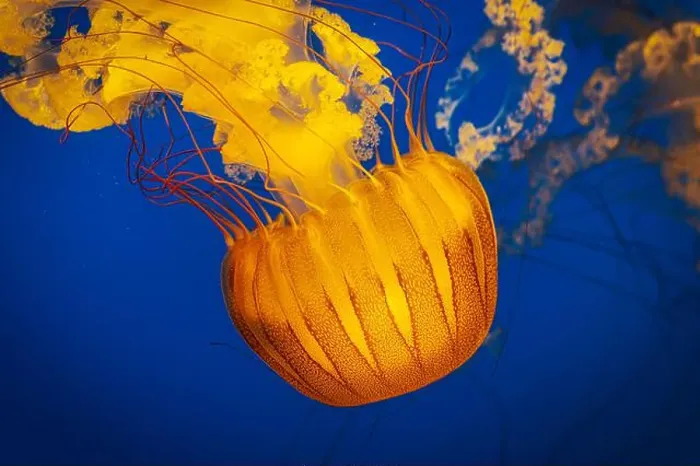 Framed Print : The Pacific sea nettle jellyfish with golden tentacles floating in blue waters Framed Print : The Pacific sea nettle jellyfish with golden tentacles floating in blue waters