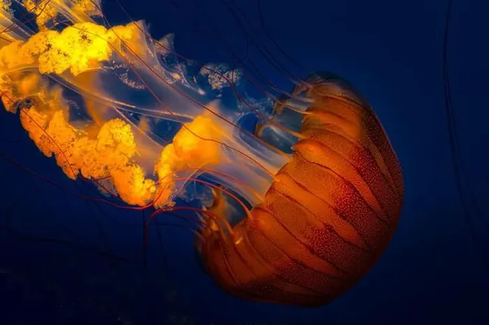 Framed Print : The Pacific sea nettle jellyfish with golden tentacles floating in dark blue waters Framed Print : The Pacific sea nettle jellyfish with golden tentacles floating in dark blue waters