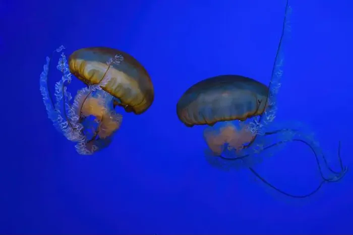 Framed Print : Pacific sea nettle, Orange jellyfish or Chrysaora fuscescens swimming in blue water of aquarium tank Framed Print : Pacific sea nettle, Orange jellyfish or Chrysaora fuscescens swimming in blue water of aquarium tank