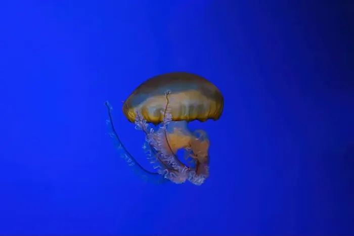 Framed Print : Pacific sea nettle, Orange jellyfish or Chrysaora fuscescens swimming in blue water of aquarium tank Framed Print : Pacific sea nettle, Orange jellyfish or Chrysaora fuscescens swimming in blue water of aquarium tank