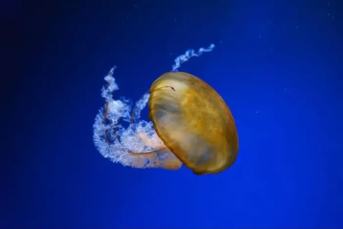 Framed Print : Pacific sea nettle, Orange jellyfish or Chrysaora fuscescens swimming in blue water of aquarium tank Framed Print : Pacific sea nettle, Orange jellyfish or Chrysaora fuscescens swimming in blue water of aquarium tank