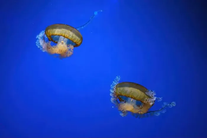 Framed Print : Pacific sea nettle, Orange jellyfish or Chrysaora fuscescens swimming in blue water of aquarium tank Framed Print : Pacific sea nettle, Orange jellyfish or Chrysaora fuscescens swimming in blue water of aquarium tank