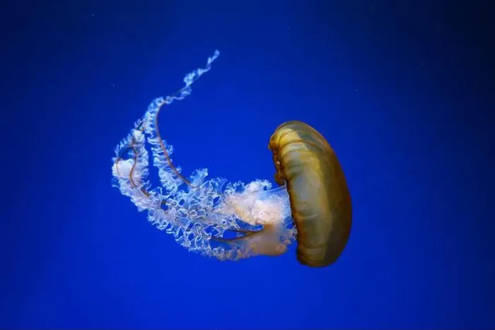 Framed Print : Pacific sea nettle, Orange jellyfish or Chrysaora fuscescens swimming in blue water of aquarium tank Framed Print : Pacific sea nettle, Orange jellyfish or Chrysaora fuscescens swimming in blue water of aquarium tank