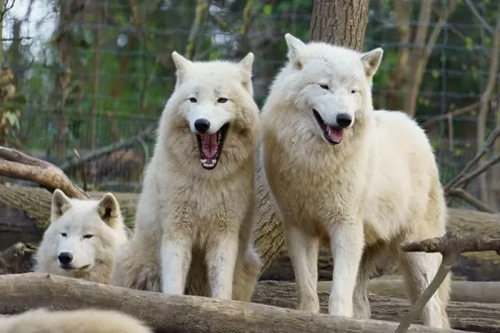 Framed Print : Pack of three Arctic Wolfs (Canis lupus arctos) also called Polar Wolf or White Wolf Framed Print : Pack of three Arctic Wolfs (Canis lupus arctos) also called Polar Wolf or White Wolf