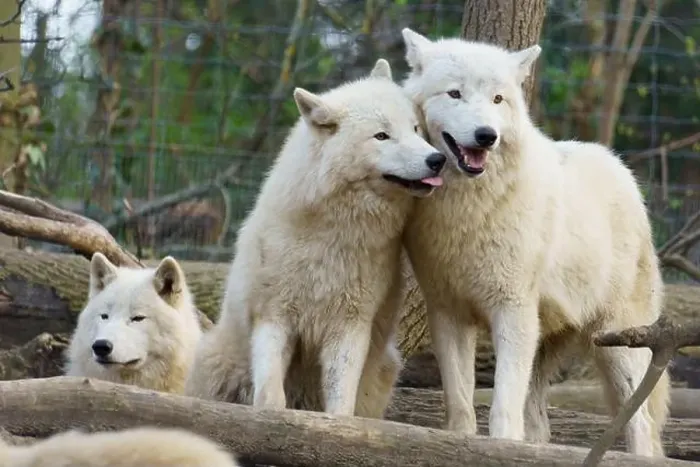 Framed Print : Pack of three Arctic Wolfs (Canis lupus arctos) also called Polar Wolf or White Wolf Framed Print : Pack of three Arctic Wolfs (Canis lupus arctos) also called Polar Wolf or White Wolf
