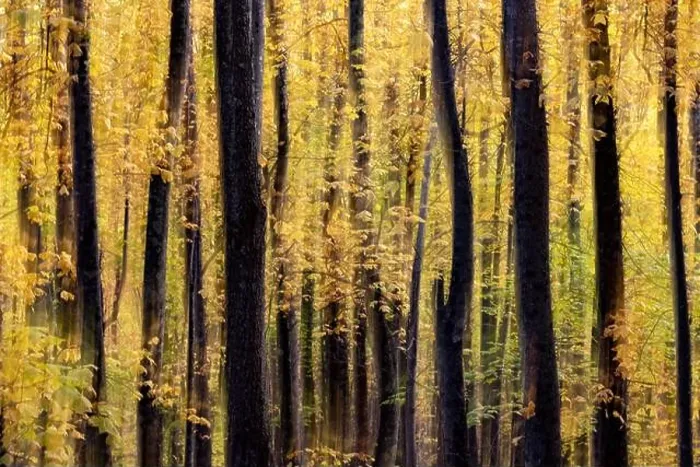 Framed Print : Painterly abstract motion blur of vibrant fall colors in Pisgah National Forest, Brevard, North Carolina, USA