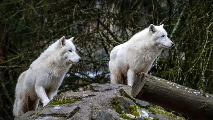 Framed Print : A pair of Arctic wolves (Canis lupus arctos) Framed Print : A pair of Arctic wolves (Canis lupus arctos)