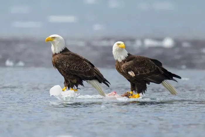 Framed Print : Pair of bald eagles floating on ice in Alaska with prey Framed Print : Pair of bald eagles floating on ice in Alaska with prey