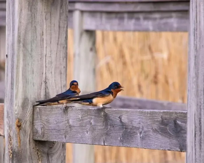 Framed Print : A Pair of Barn Swallows Perched on Wooden Fence Framed Print : A Pair of Barn Swallows Perched on Wooden Fence