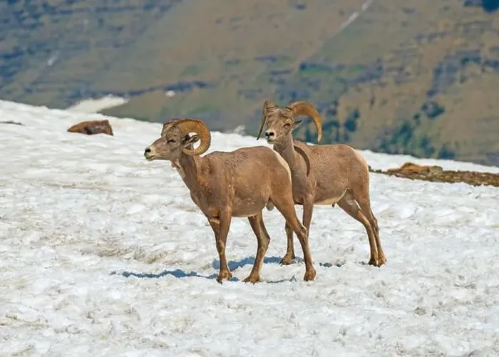 Framed Print : A Pair of Bighorn Sheep in Summer Snow Near Logan Pass in Glacier National Park in Montana Framed Print : A Pair of Bighorn Sheep in Summer Snow Near Logan Pass in Glacier National Park in Montana