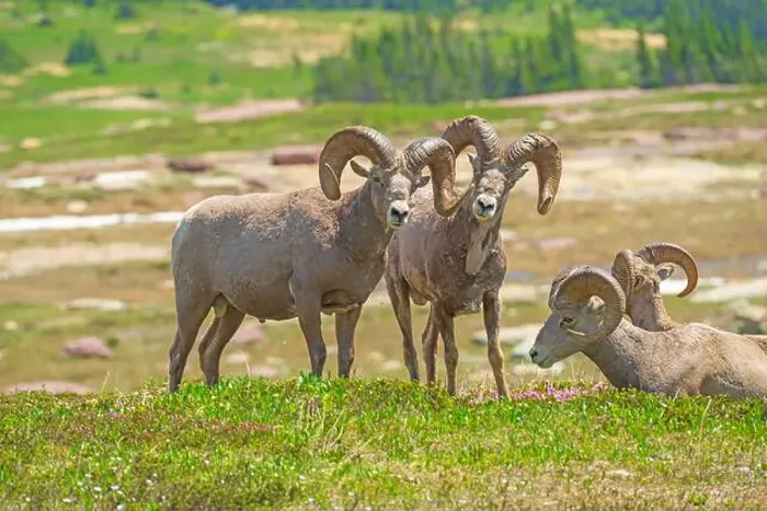 Framed Print : A Pair of Bighorn Sheep Watching as They Graze in Glacier National Park in Montana Framed Print : A Pair of Bighorn Sheep Watching as They Graze in Glacier National Park in Montana
