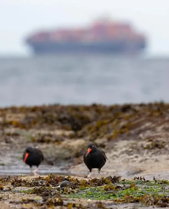 Framed Print : A pair of Black Oystercatchers foraging on the shore with a cargo ship in the distance in Victoria Framed Print : A pair of Black Oystercatchers foraging on the shore with a cargo ship in the distance in Victoria
