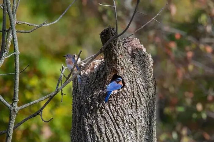 Framed Print : A pair of bluebirds sit outside their nest Framed Print : A pair of bluebirds sit outside their nest